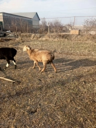 Кучкорлар сотилади семиз