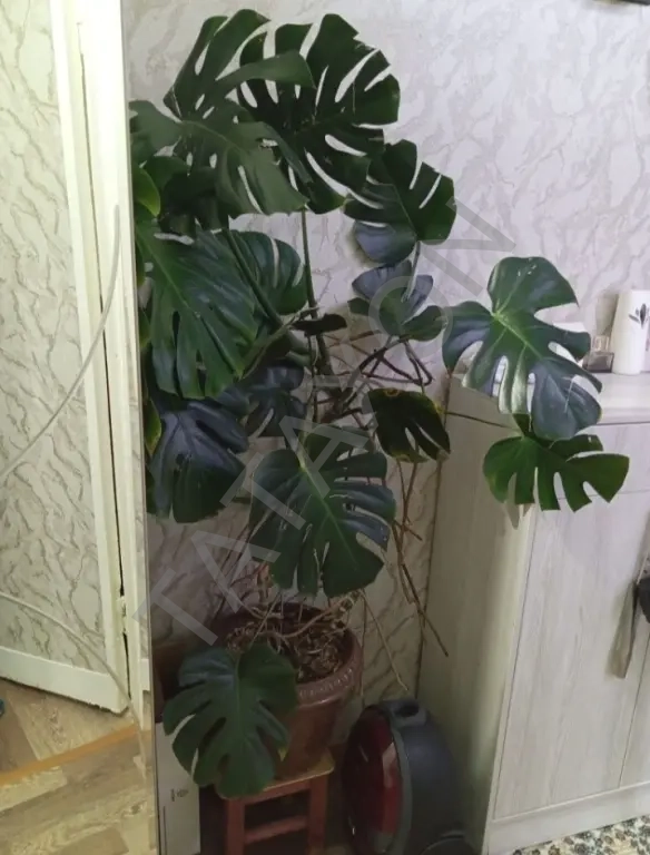 Продаются домашние и офисные цветы